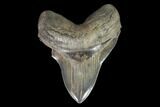 Serrated, Fossil Megalodon Tooth - + Foot Shark #101482-1